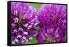 Close-Up of Red Clover (Trifolium Pratense) Flowers, Eastern Slovakia, Europe, June 2009-Wothe-Framed Stretched Canvas