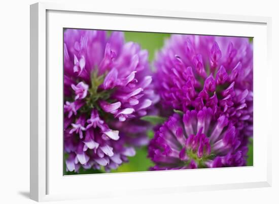 Close-Up of Red Clover (Trifolium Pratense) Flowers, Eastern Slovakia, Europe, June 2009-Wothe-Framed Photographic Print