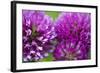 Close-Up of Red Clover (Trifolium Pratense) Flowers, Eastern Slovakia, Europe, June 2009-Wothe-Framed Photographic Print