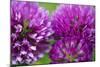 Close-Up of Red Clover (Trifolium Pratense) Flowers, Eastern Slovakia, Europe, June 2009-Wothe-Mounted Photographic Print