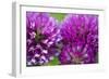 Close-Up of Red Clover (Trifolium Pratense) Flowers, Eastern Slovakia, Europe, June 2009-Wothe-Framed Photographic Print