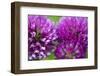 Close-Up of Red Clover (Trifolium Pratense) Flowers, Eastern Slovakia, Europe, June 2009-Wothe-Framed Photographic Print