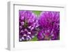 Close-Up of Red Clover (Trifolium Pratense) Flowers, Eastern Slovakia, Europe, June 2009-Wothe-Framed Photographic Print