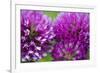 Close-Up of Red Clover (Trifolium Pratense) Flowers, Eastern Slovakia, Europe, June 2009-Wothe-Framed Photographic Print