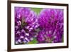 Close-Up of Red Clover (Trifolium Pratense) Flowers, Eastern Slovakia, Europe, June 2009-Wothe-Framed Photographic Print