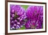 Close-Up of Red Clover (Trifolium Pratense) Flowers, Eastern Slovakia, Europe, June 2009-Wothe-Framed Photographic Print