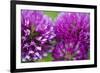 Close-Up of Red Clover (Trifolium Pratense) Flowers, Eastern Slovakia, Europe, June 2009-Wothe-Framed Photographic Print