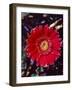 Close-Up of Red Gerbera Daisy-null-Framed Photographic Print