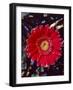 Close-Up of Red Gerbera Daisy-null-Framed Photographic Print
