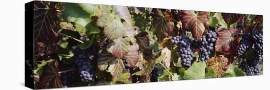 Close-Up of Red Grapes in a Vineyard, Finger Lake, New York, USA-null-Stretched Canvas