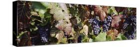 Close-Up of Red Grapes in a Vineyard, Finger Lake, New York, USA-null-Stretched Canvas