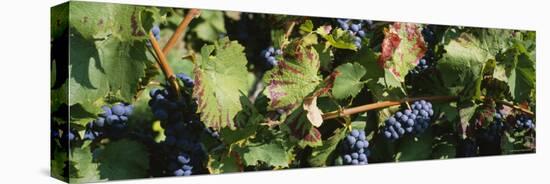 Close-Up of Red Grapes in a Vineyard, Finger Lake, New York, USA-null-Stretched Canvas