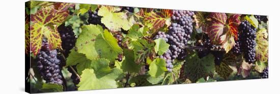 Close-Up of Red Grapes in a Vineyard, Finger Lake Region, New York, USA-null-Stretched Canvas