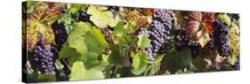 Close-Up of Red Grapes in a Vineyard, Finger Lake Region, New York, USA-null-Stretched Canvas