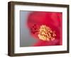 Close-up of red hibiscus flowering-Maresa Pryor-Framed Photographic Print