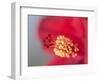 Close-up of red hibiscus flowering-Maresa Pryor-Framed Photographic Print