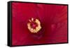 Close-up of red hibiscus flowering-Maresa Pryor-Framed Stretched Canvas