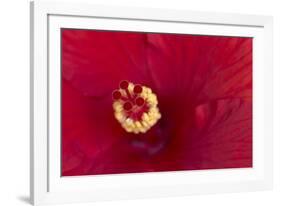 Close-up of red hibiscus flowering-Maresa Pryor-Framed Photographic Print