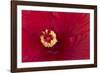 Close-up of red hibiscus flowering-Maresa Pryor-Framed Photographic Print