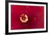 Close-up of red hibiscus flowering-Maresa Pryor-Framed Photographic Print