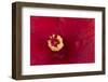 Close-up of red hibiscus flowering-Maresa Pryor-Framed Photographic Print