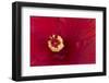 Close-up of red hibiscus flowering-Maresa Pryor-Framed Photographic Print