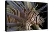 Close-Up of Red Lionfish (Pterois Volitans)-Stephen Frink-Stretched Canvas