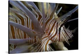 Close-Up of Red Lionfish (Pterois Volitans)-Stephen Frink-Stretched Canvas