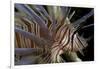 Close-Up of Red Lionfish (Pterois Volitans)-Stephen Frink-Framed Photographic Print