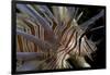 Close-Up of Red Lionfish (Pterois Volitans)-Stephen Frink-Framed Photographic Print