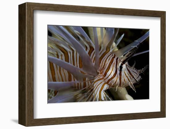 Close-Up of Red Lionfish (Pterois Volitans)-Stephen Frink-Framed Photographic Print