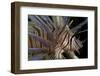 Close-Up of Red Lionfish (Pterois Volitans)-Stephen Frink-Framed Photographic Print