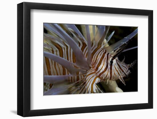 Close-Up of Red Lionfish (Pterois Volitans)-Stephen Frink-Framed Photographic Print