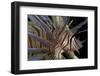 Close-Up of Red Lionfish (Pterois Volitans)-Stephen Frink-Framed Photographic Print