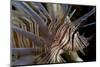 Close-Up of Red Lionfish (Pterois Volitans)-Stephen Frink-Mounted Photographic Print