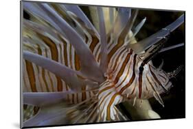 Close-Up of Red Lionfish (Pterois Volitans)-Stephen Frink-Mounted Photographic Print