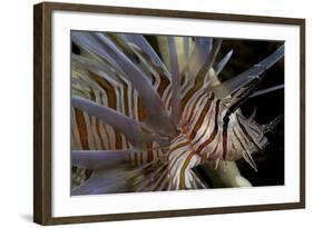 Close-Up of Red Lionfish (Pterois Volitans)-Stephen Frink-Framed Photographic Print