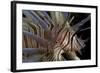 Close-Up of Red Lionfish (Pterois Volitans)-Stephen Frink-Framed Photographic Print