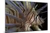 Close-Up of Red Lionfish (Pterois Volitans)-Stephen Frink-Mounted Photographic Print