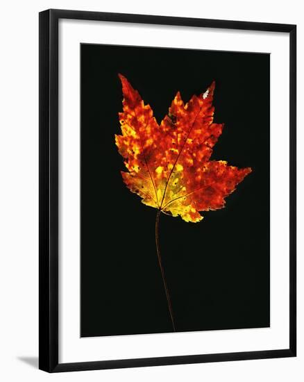 Close-up of Red Maple (Acer rubrum) leaf against black background-Panoramic Images-Framed Photographic Print