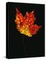 Close-up of Red Maple (Acer rubrum) leaf against black background-Panoramic Images-Stretched Canvas