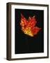 Close-up of Red Maple (Acer rubrum) leaf against black background-Panoramic Images-Framed Photographic Print