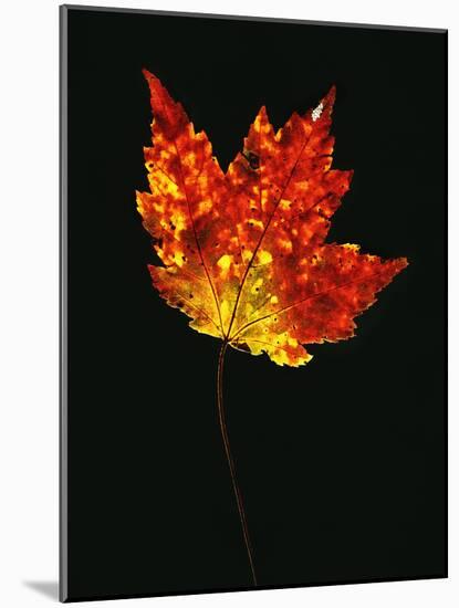 Close-up of Red Maple (Acer rubrum) leaf against black background-Panoramic Images-Mounted Photographic Print