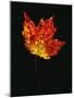 Close-up of Red Maple (Acer rubrum) leaf against black background-Panoramic Images-Mounted Photographic Print