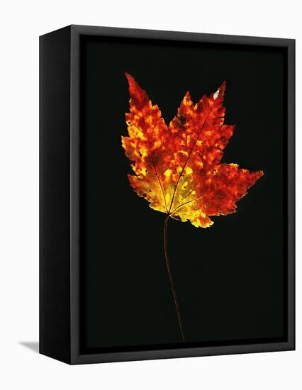 Close-up of Red Maple (Acer rubrum) leaf against black background-Panoramic Images-Framed Stretched Canvas