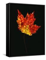 Close-up of Red Maple (Acer rubrum) leaf against black background-Panoramic Images-Framed Stretched Canvas