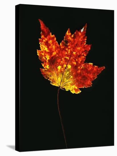 Close-up of Red Maple (Acer rubrum) leaf against black background-Panoramic Images-Stretched Canvas