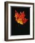 Close-up of Red Maple (Acer rubrum) leaf against black background-Panoramic Images-Framed Photographic Print