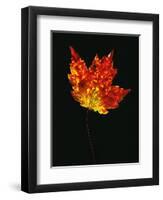 Close-up of Red Maple (Acer rubrum) leaf against black background-Panoramic Images-Framed Photographic Print