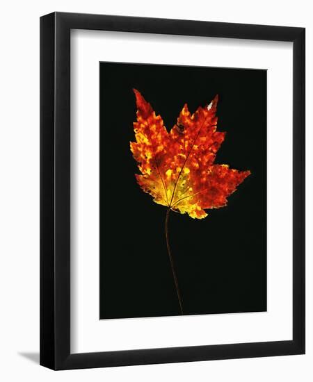 Close-up of Red Maple (Acer rubrum) leaf against black background-Panoramic Images-Framed Photographic Print